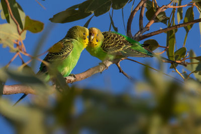 Budgerigars perching on branch