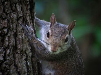 Close-up of squirrel on tree trunk