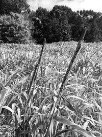 Close-up of crops on field
