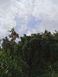 Low angle view of trees against sky