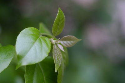 Close-up of flower