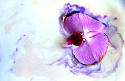 Close-up of pink flower