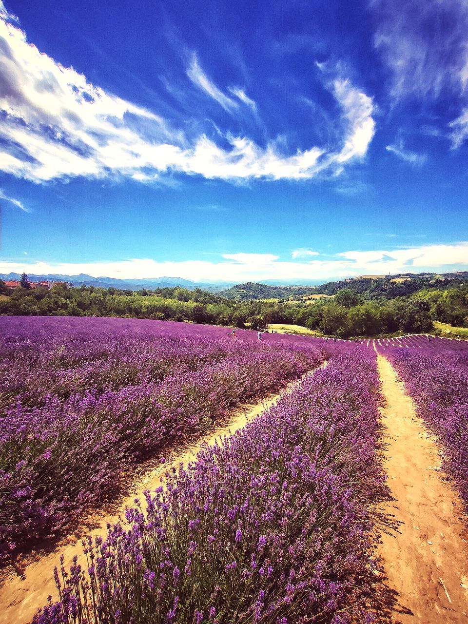 SCENIC VIEW OF LAVENDER FIELD AGAINST SKY DURING DUSK