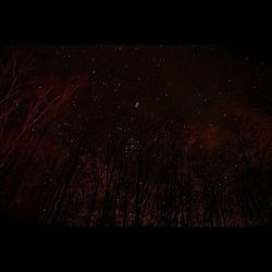 Scenic view of trees at night