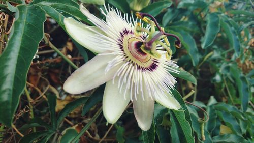 Close-up of passion flower on field