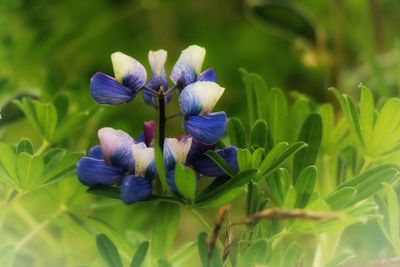 Close-up of purple flowers