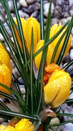 High angle view of water drops on yellow crocuses blooming outdoors