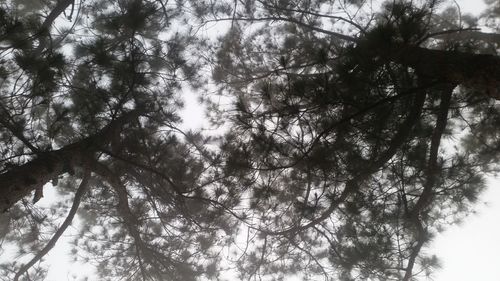 Low angle view of trees