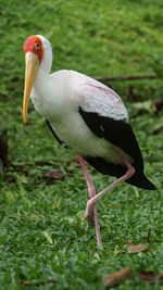 Close-up of a bird