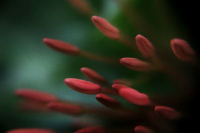 Close-up of pink flower