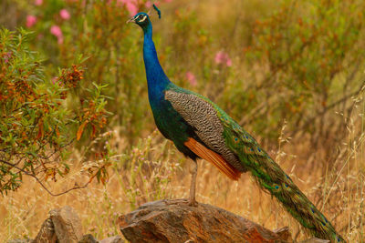 Close-up of peacock perching on rock