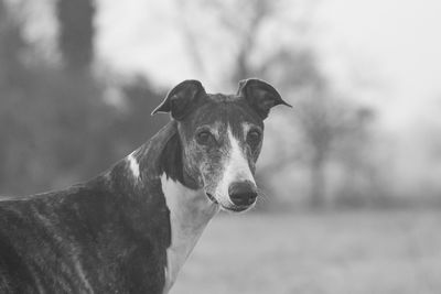 Close-up of dog