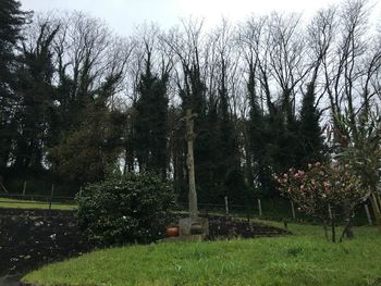 Trees on grassy field