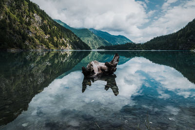 Dog in a lake