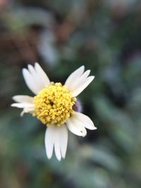 Close-up of yellow flower blooming outdoors