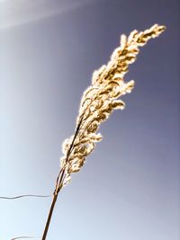 Close-up of stalks against blue sky