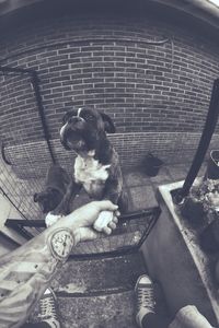 High angle view of dog sitting on floor