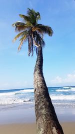 Palm tree by sea against sky