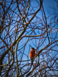 Low angle view of bird perching on bare tree