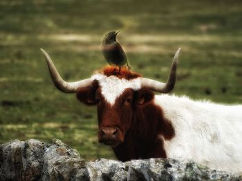 Portrait of a horse on rock