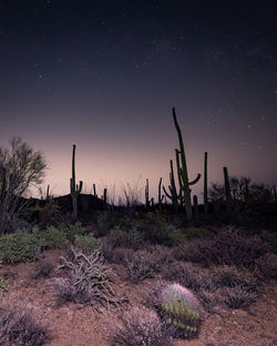 Saguaros under the starry night sky in tucson, arizona.