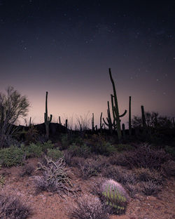 Plants growing on field against sky at night