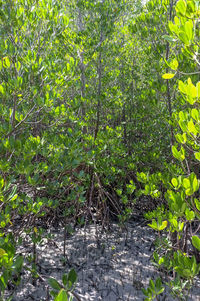 Plants and trees in forest