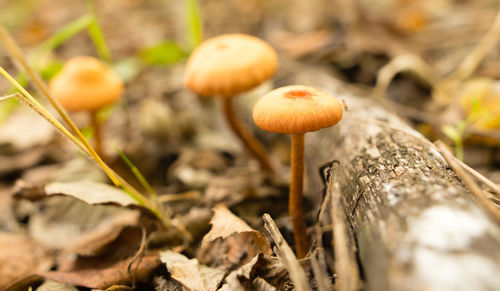 Close-up of mushrooms growing on field