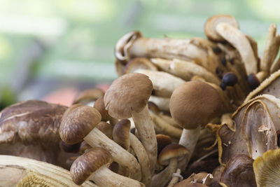 Close-up of mushrooms growing outdoors