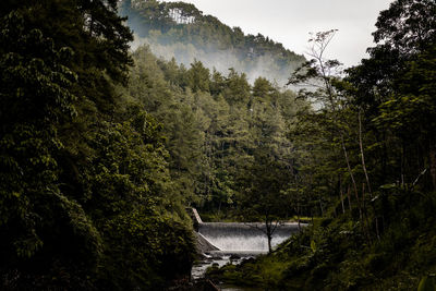 High angle view of trees in forest