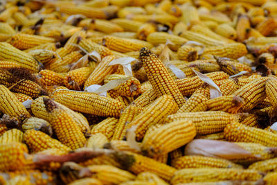 Photo food vegetable sweet raw ear corn texture background of fresh yellow corns vegetable product