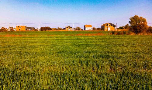 Scenic view of agricultural field by houses against sky