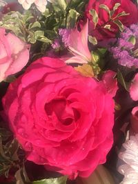 Close-up of pink roses blooming outdoors