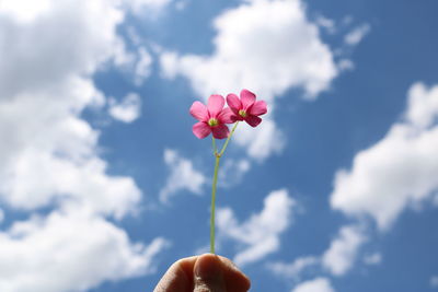 Close-up of hand holding pink flowering plant against sky