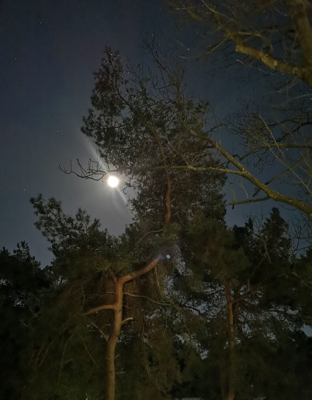 LOW ANGLE VIEW OF TREE AGAINST SKY AT NIGHT