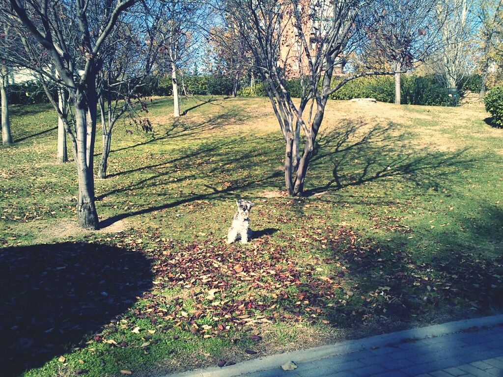 tree, grass, park - man made space, tree trunk, tranquility, shadow, field, growth, sunlight, bare tree, nature, park, green color, empty, branch, grassy, lawn, day, landscape, bench