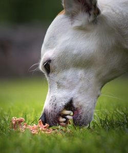 Close-up of dog on field