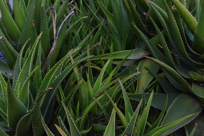 Close-up of green cactus plants growing on field 