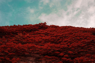 Low angle view of flowers against sky