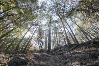 Low angle view of bamboo trees in forest