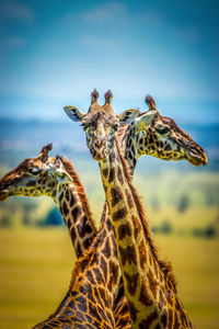 View of giraffes