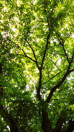 Low angle view of trees in forest