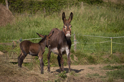 Donkey mom and baby