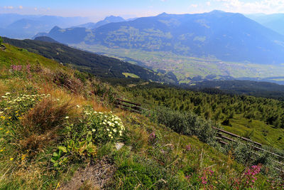 Fresh herbs on spieljoch and the view over fügen, zillertal, austria, towards holdernach slopes.