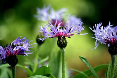 Close-up of purple flowering plant