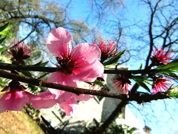 Low angle view of pink flowers blooming on tree