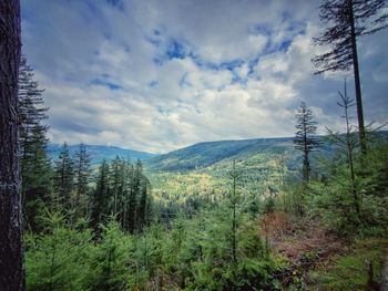 Pine trees in forest against sky