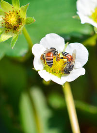 Close-up of bee pollinating on flower