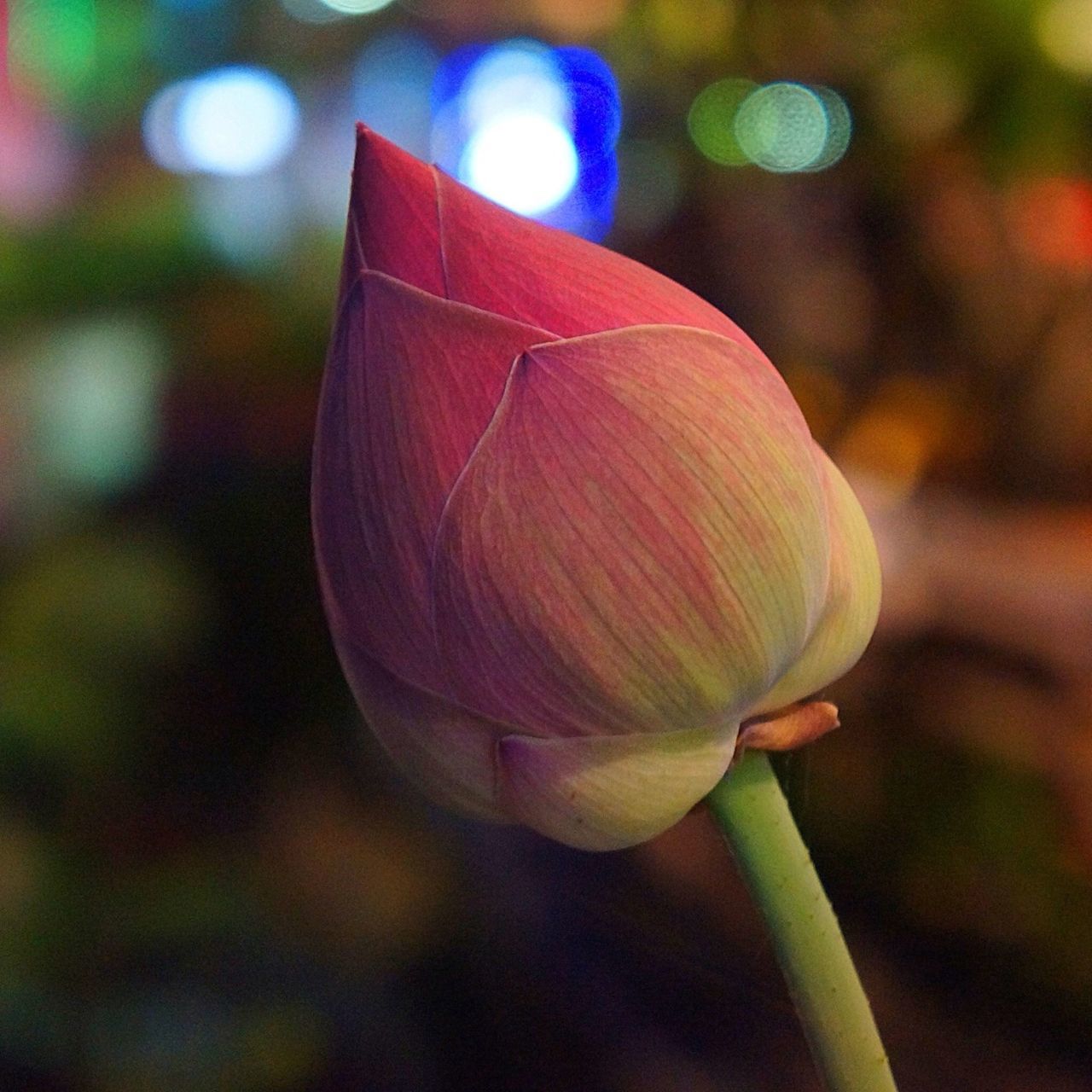 focus on foreground, close-up, selective focus, fragility, flower, no people, outdoors, stem, nature, red, freshness, multi colored, plant, growth, day, single object, beauty in nature, still life, petal