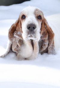 pet